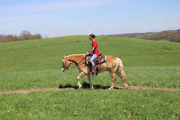 driving-haflinger-horse