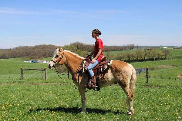 english-pleasure-haflinger-horse