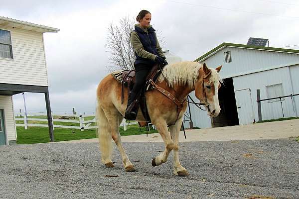 all-around-haflinger-horse