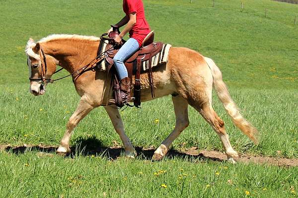 white-stripe-mane-tail-horse