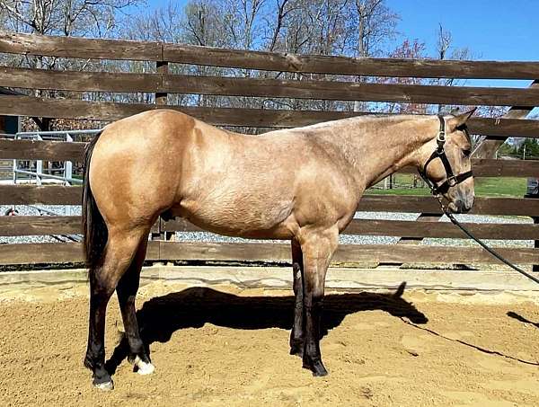 buckskin-apha-aqha-colt-yearling