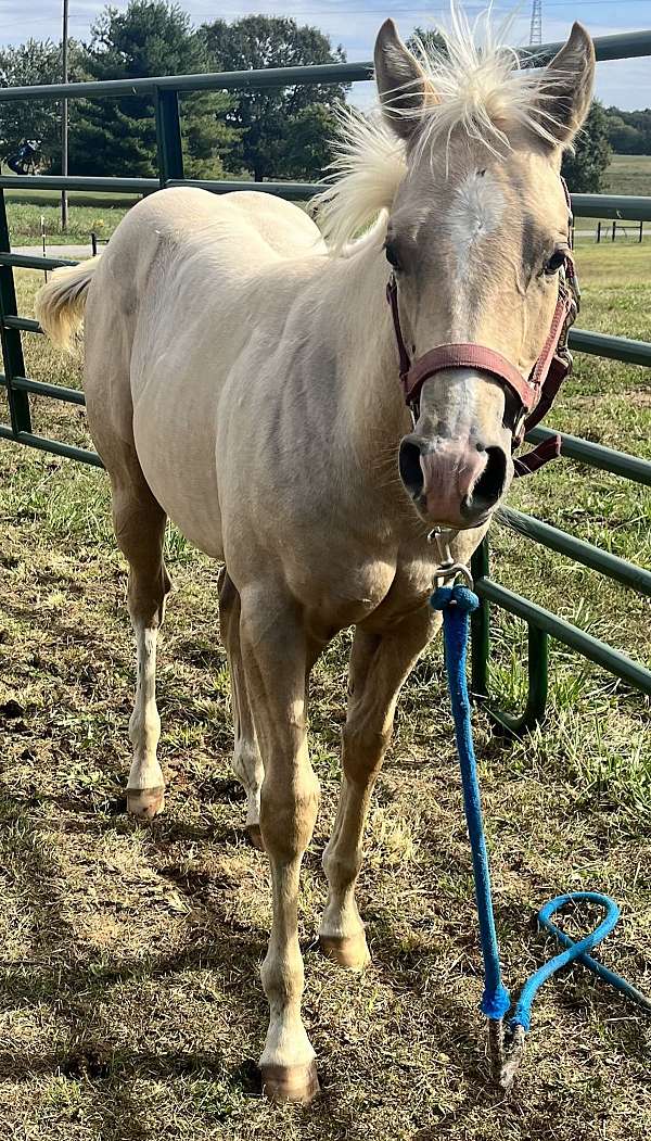 quarter-horse-for-sale