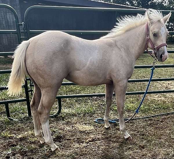 champion-palomino-horse