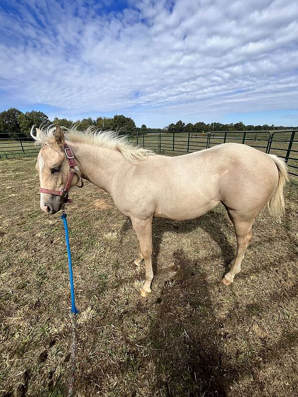 buckskin-palomino-filly