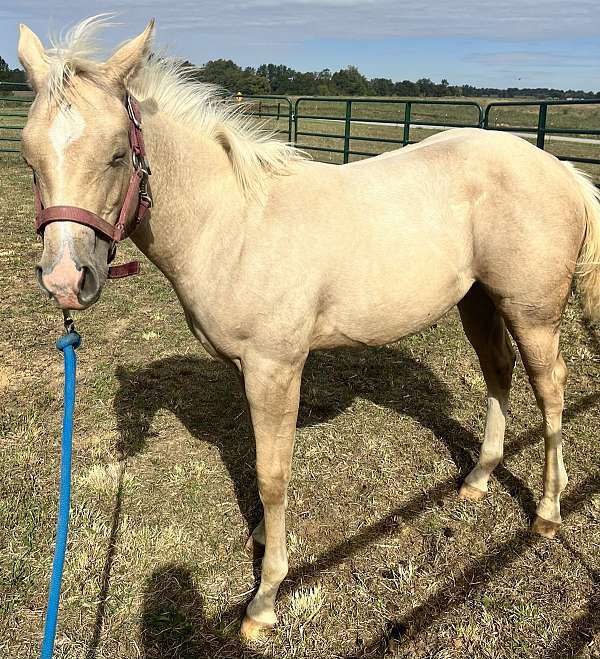 buckskin-palomino-mare