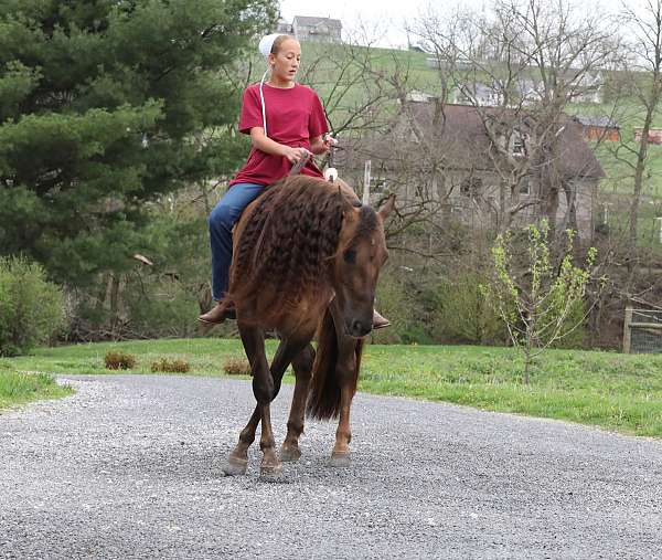 finished-quarter-horse