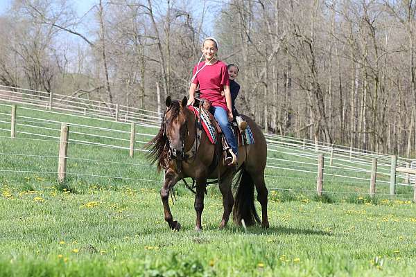 husband-safe-quarter-horse