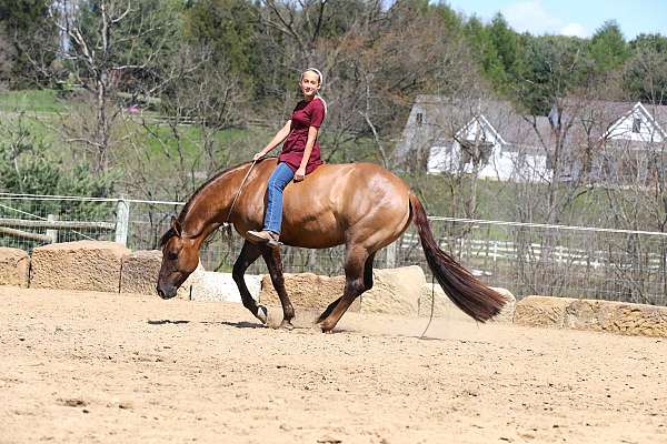 mounted-patrol-quarter-horse