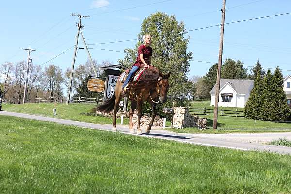 parade-quarter-horse