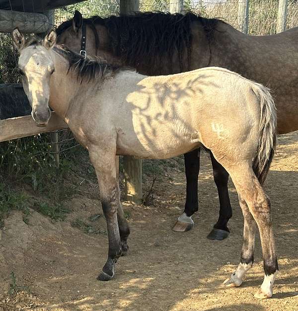 white-on-front-heels-horse