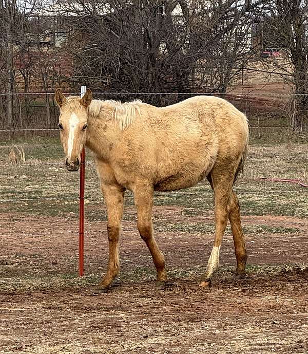 all-around-quarter-horse