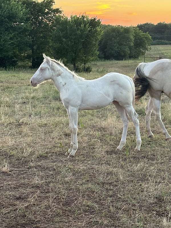 all-around-paint-horse