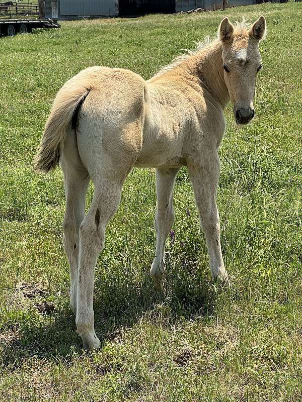 all-around-quarter-horse