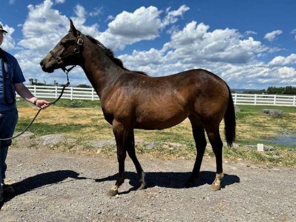 cutting-quarter-horse