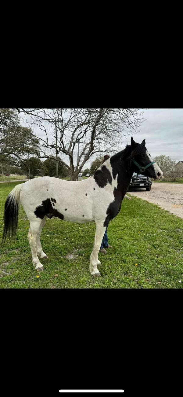 white-black-markings-horse