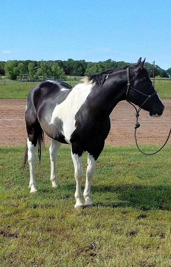 works-cattle-paint-horse