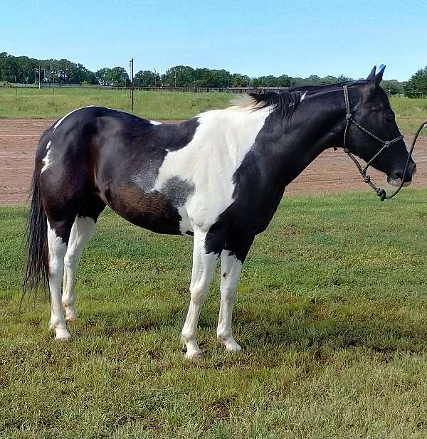 hard-worker-gelding