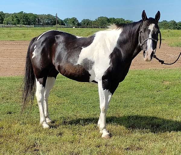 cattle-paint-horse