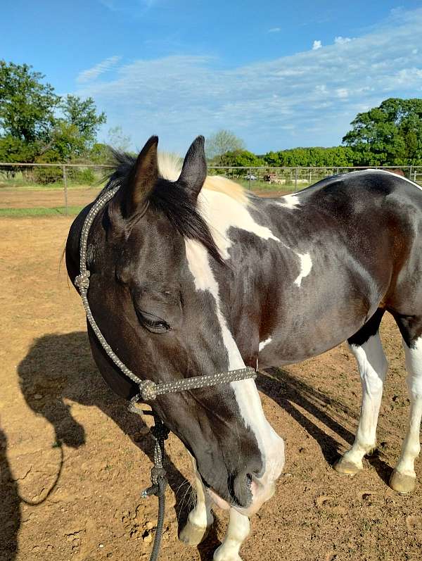 cattle-sorting-paint-horse