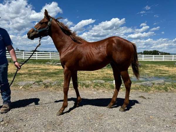 barrel-racing-quarter-horse