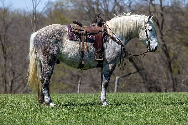 any-level-rider-percheron-horse
