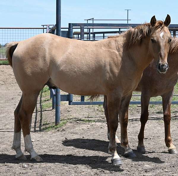 red-dun-ranch-w-horse