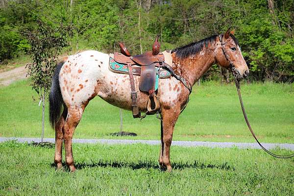 all-around-appaloosa-horse