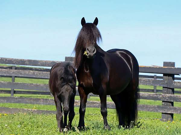 breeders-trust-fell-pony