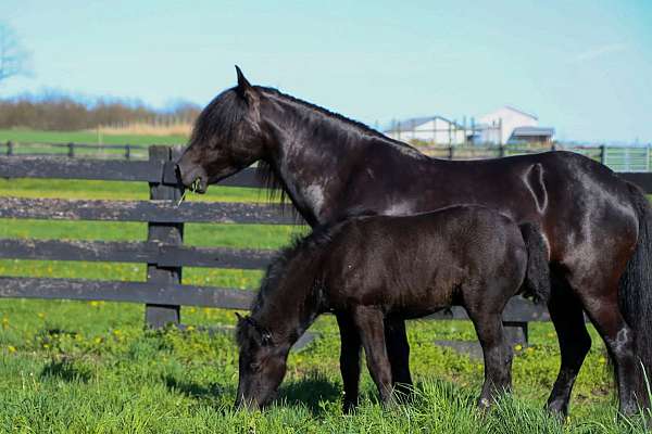 registeredfellpony