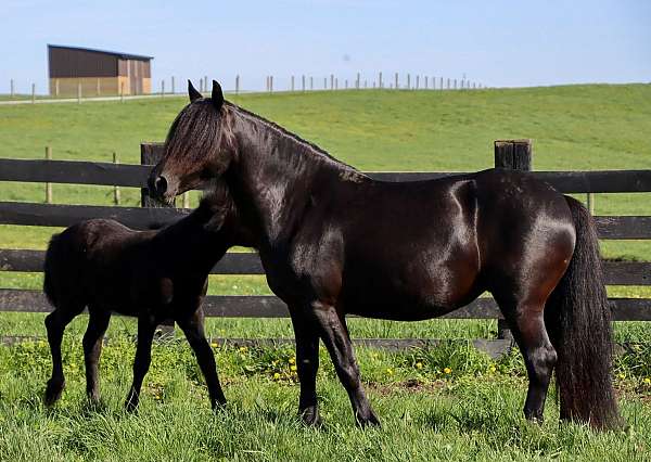 black-breeders-trust-pony