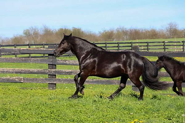 breeders-trust-fell-pony