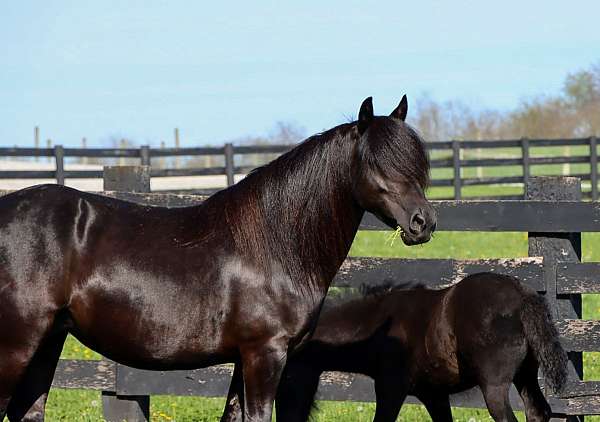 black-fell-pony-mare