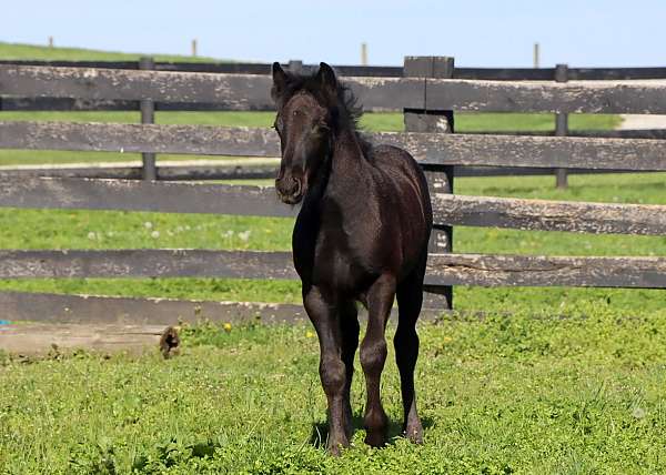 registeredfellpony