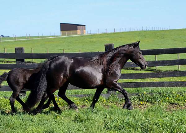 broodmare-pony