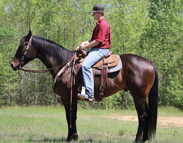 barrel-quarter-horse