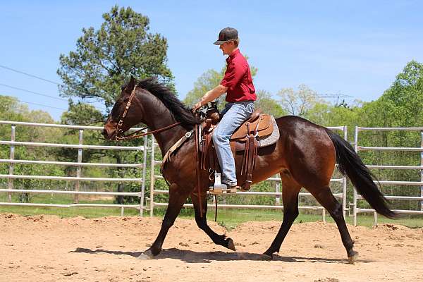 beginner-quarter-horse