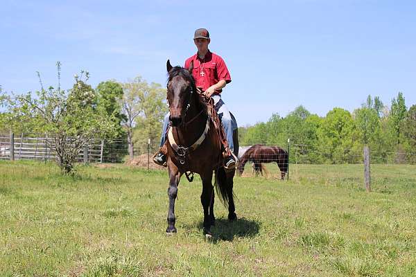 breeding-quarter-horse