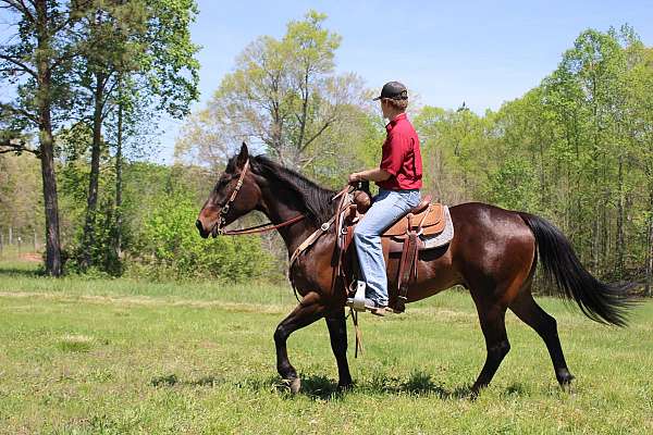 cowboy-mounted-shooting-quarter-horse