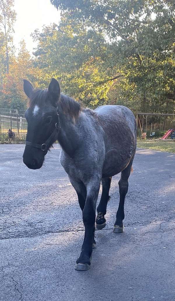 blue-roan-belgian-filly