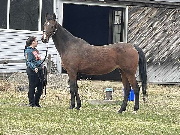 saddlebred-mare