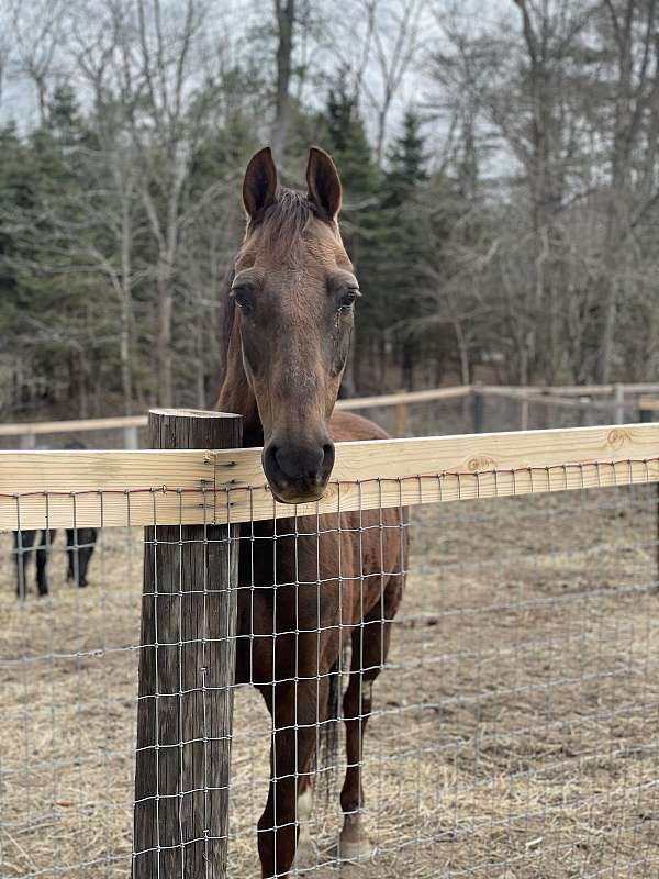 saddlebred-gelding