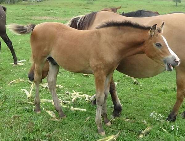 dun-w-blk-points-wide-stripe-horse