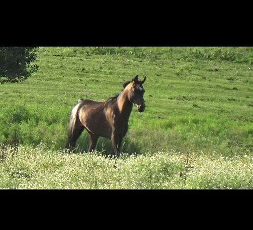 driving-araappaloosa-horse