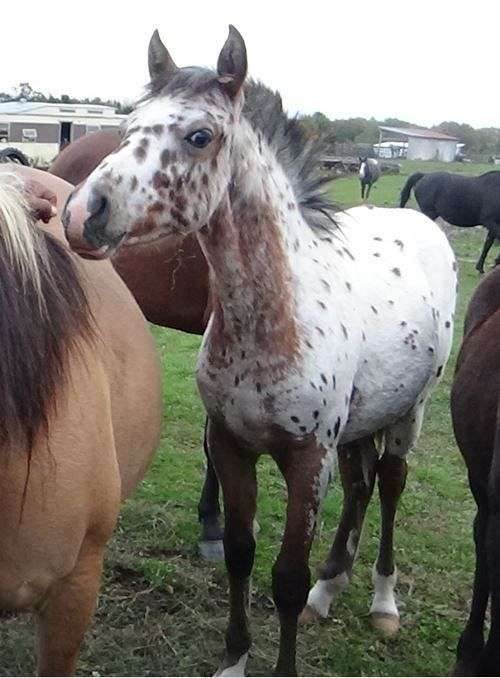 bay-leopard-horse