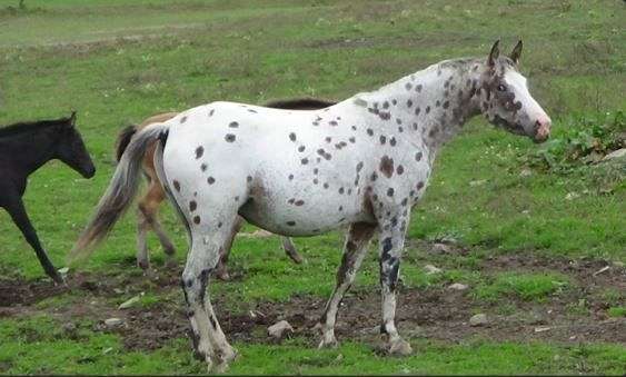 started-under-saddle-araloosa-horse