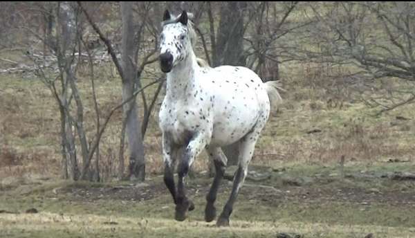 Stunning Black Leopard Mare!