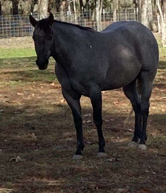 blue-roan-small-white-patch-on-forehead-horse