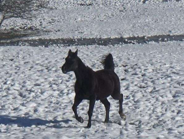 star-sock-horse