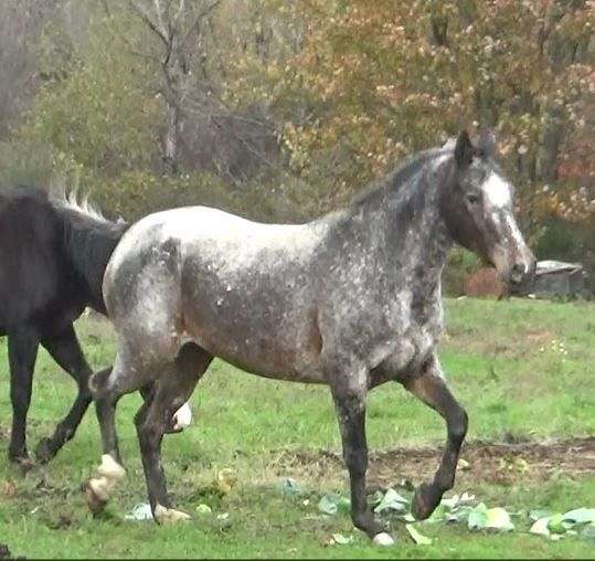 western-dressage-araappaloosa-horse