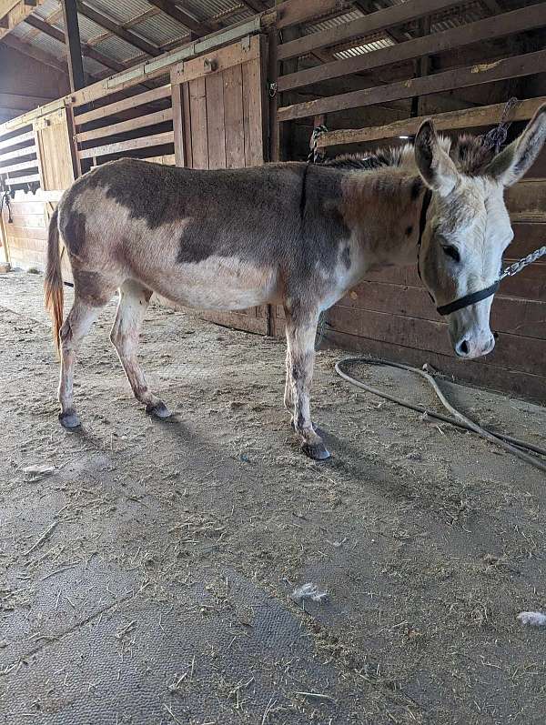 possibly-bred-donkey